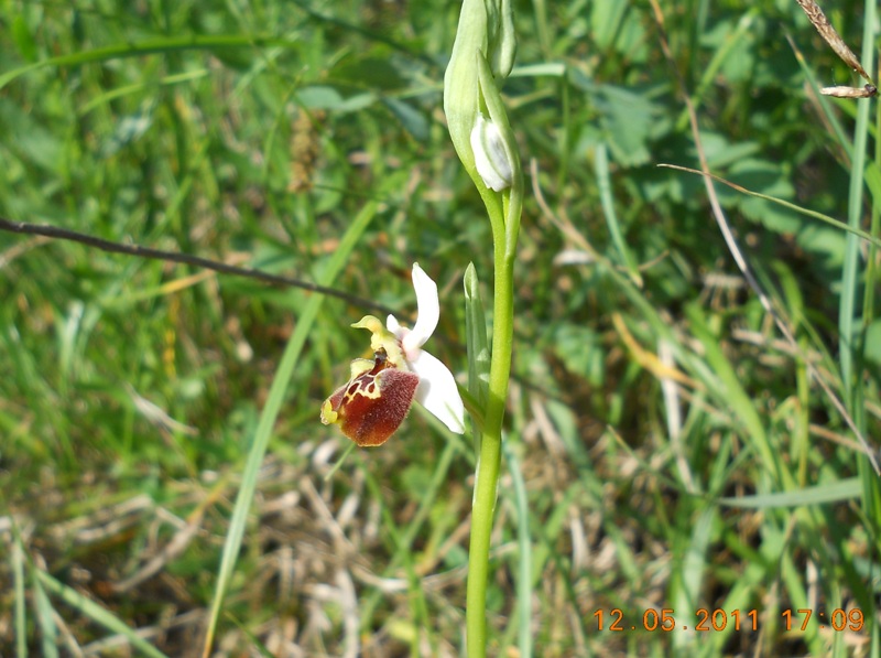 Oprhis holosericea